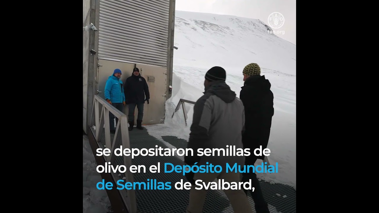 Las semillas de olivo llegan por primera vez al Depósito Mundial de Semillas de Svalbard
