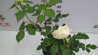 Aşılı Beyaz Gül