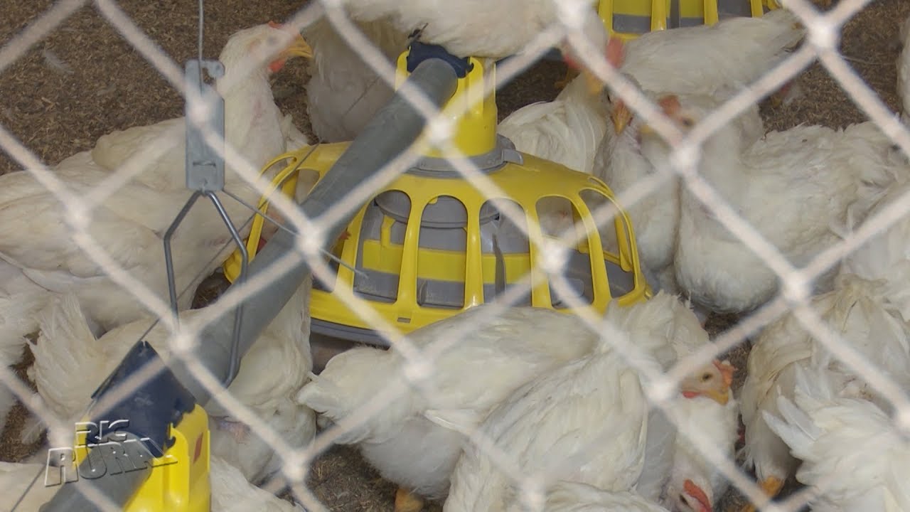 Produção de frangos de corte é tema de reportagem especial