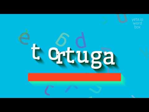 How to say "tortuga"! (High Quality Voices)