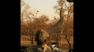 A Zimbabwe Safari: What to Expect