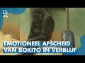 Verblijf GORILLA'S weer open na DOOD BOKITO