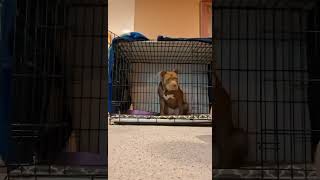 Video preview image #1 American Pit Bull Terrier Puppy For Sale in Rockville, MD, USA
