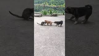 Why is there still a pull side frame?  Are you a dog or a cat, you go too.