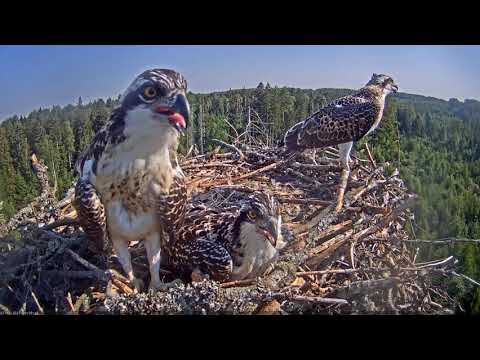 Osprey chick, 49 days after hatching: what it already knows before the first flight from the nest.