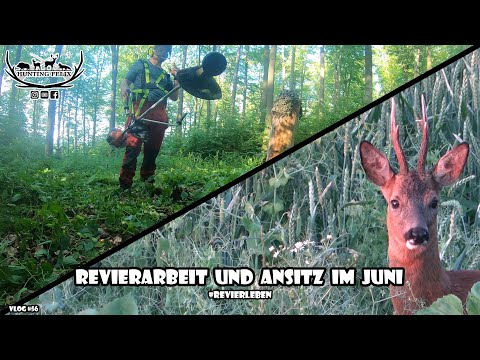 Revierarbeit und Ansitz im Juni / RevierLeben // Vlog 56