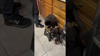 Video preview image #1 Mutt Puppy For Sale in Philadelphia, PA, USA