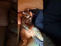 Funny Animals Monkey Videos 2021