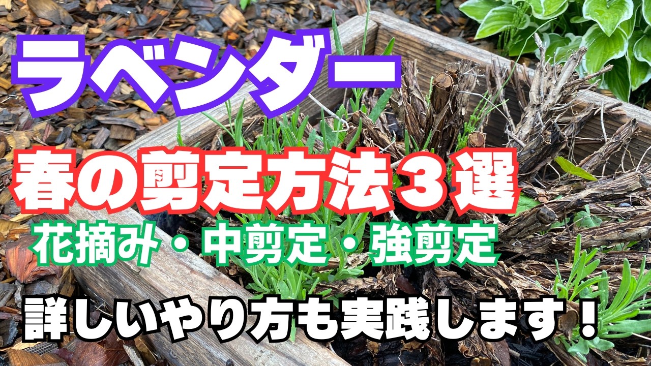 【春のラベンダー剪定方法】花摘み・中剪定・強剪定について実践しながら紹介します！