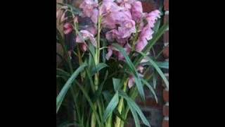 just you- sonny and cher