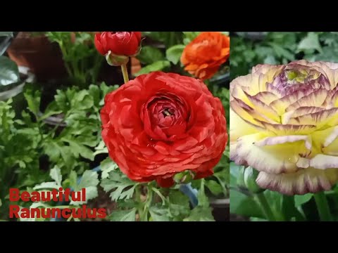 Many colors of Ranunculus Flower#Shorts Fahmida's Gardening