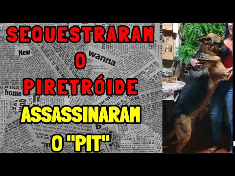 "SEQU3$TRAR4M" O PIRETRÓIDE E A$$A$$INAR4M O PIT