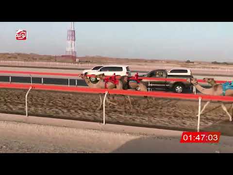  ش 9 (الشاهينيه) لـ راشد حمد راعي قحير الدرعي 3:01:60 ، شارة الصندوق 2026/08/29 فطامين الرقيعات