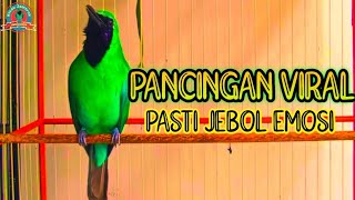 Download lagu PANCINGAN CUCAK IJO GACOR BUKA PARUH BIKIN LAWAN CEPAT ON LANGSUNG EMOSI DENGAR SUARA INI mp3