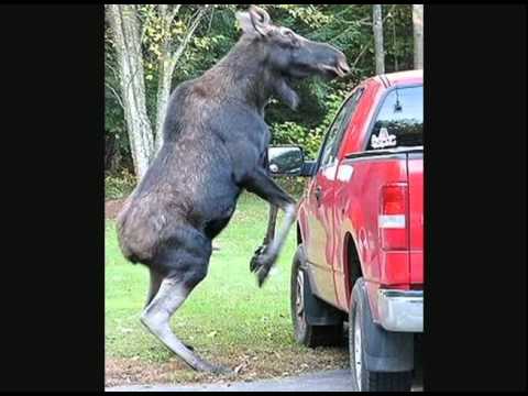 Winston Wuttuni   Goosed By The Moose In The Spruce