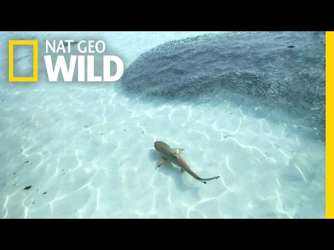 A Blacktip Feeding Frenzy | Blitzkrieg Sharks