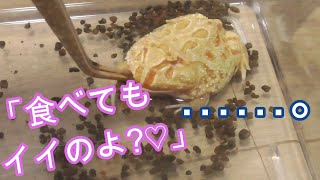 萌え声美女が、アルビノベルツノガエルに餌を与える動画【まさに至高】