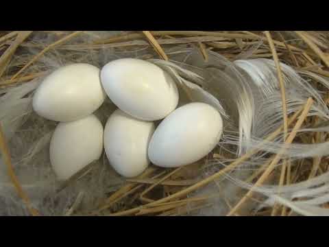 La vida de la Golondrina doméstica Progne chalybea Esperanza Santa Fe Argentina 2026