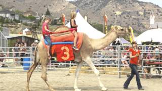 Virginia City 56th annual Camel & Ostrich Races