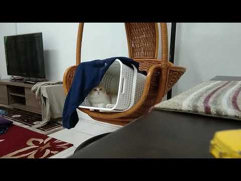 Cat Daboka 5724 🐈