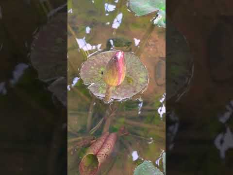 lotus ##shorts #It's #beautiful.