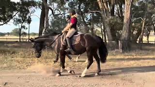Just chillin’ with a ride around the farm at Euroa Horse Park.