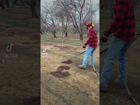Schrittweise Vernichtung der Taschenratten