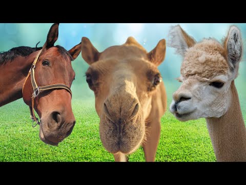 TIER DOKU | Kuriose Fakten über Tiere (Pferde, Kamelle und Lamas) #tiere #pferde #kamel #lama