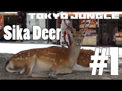Tokyo Jungle - Sika Deer Survival Part 1