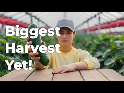 Grow Hydroponic Cucumbers 3X Faster – No Soil, No Pests, Just Huge Harvests!