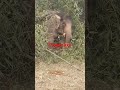 Kaise Din Bite Koi Jatan Bata Da Short Video