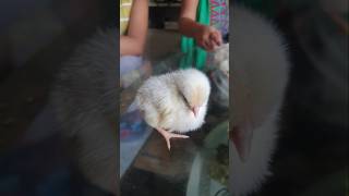 Download lagu Aha tamatar bade Mazader #shorts #kidssong #hindisong #rymes #babyshorts #babyvideos @Ayana-r6n mp3