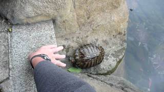 Turtle Catastrophe in Hong Kong Park on March 30 2010