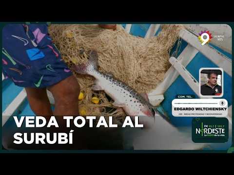 Veda total del surubí en el Paraná: “Es para proteger la especie”