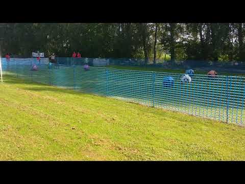 Hasenhirsch Nena (fast 2 Jahre): TB3 (Treibball 3) 2.Lauf am 10.09.2023 beim Kalte Schnauzen e.V.