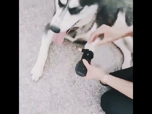 Vídeo relacionado con Zapatillas de estar por casa Perro salchicha, 40-43 (L), marrón, cálidas, de pelo, para niños y personas adultas, con diseño de animal y suela antideslizante, 62361