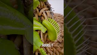 I gave the mealworms a Venus flytrap