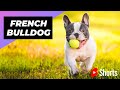 French Bulldog 🐶 One Of The Smallest Dog Breeds In The World #shorts