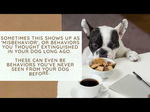 Caring For Your Dog On Prednisone