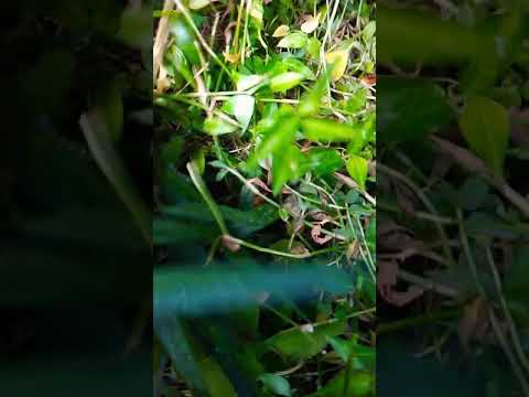 ¿Porque mis pollitos les encanta el cohitre?