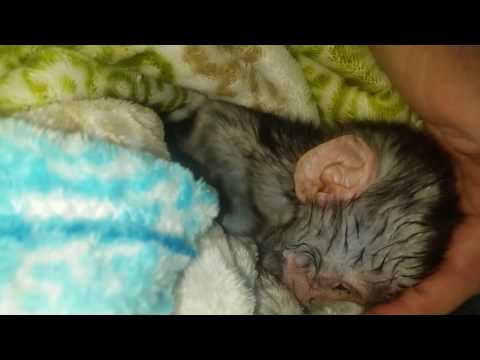 3 day old rescued baby Vervet dozing off the sleep.