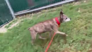 Video preview image #1 Chihuahua Puppy For Sale in Boonton, NJ, USA