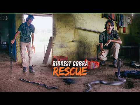 Cobra Inside a Dhaba | MULTIPLE RESCUES PART 10