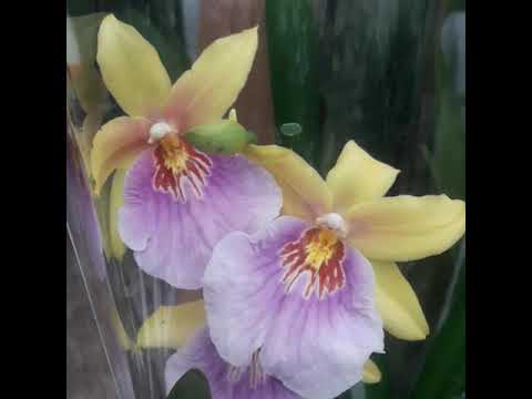 , title : 'Zygopetalum orchid'