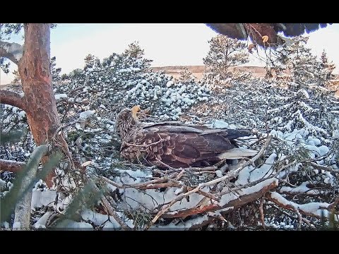 2018/02/24 Merikotkas ~Mating on a tree to the right -ZOOM IN~8:28am