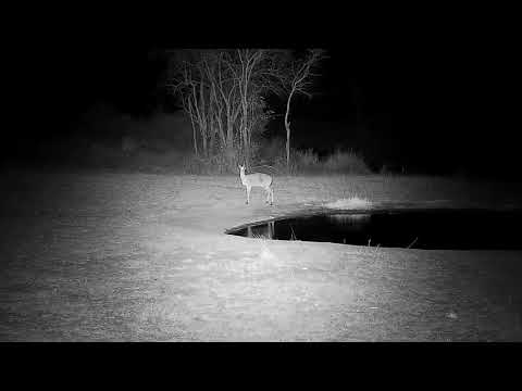 Djuma: Duiker drinks at pan - 23:54 - 09/15/21