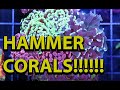 The Secret To Keeping Hammer Corals