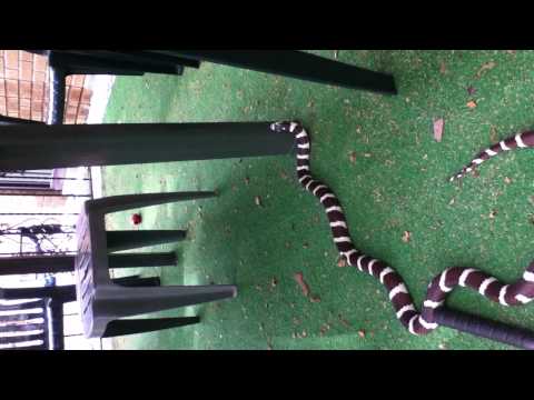 Big California kingsnake out for a stroll