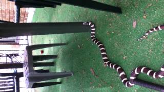 Big California kingsnake out for a stroll