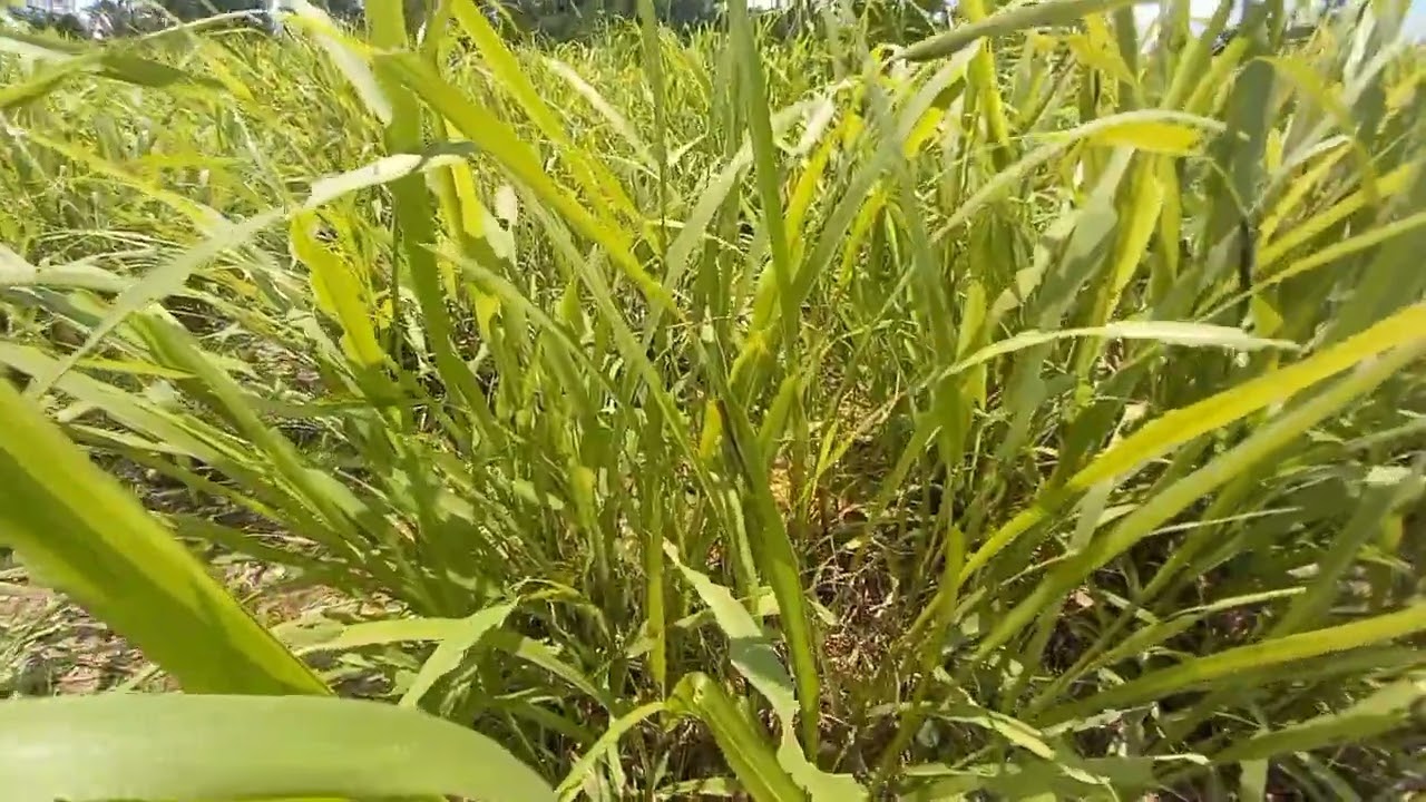 Praga de lagartas acabando com capim